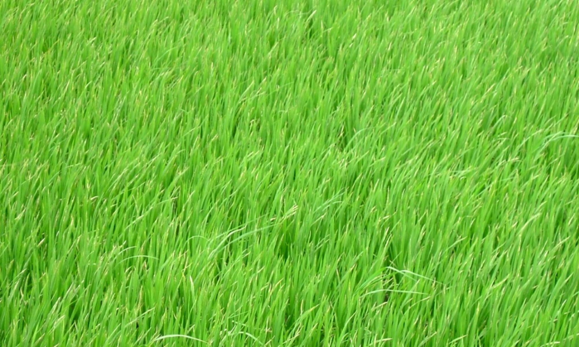 Rice Field, Viet Nam